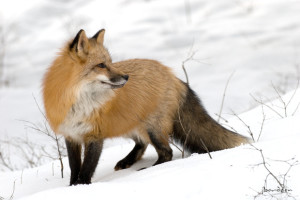 red fox